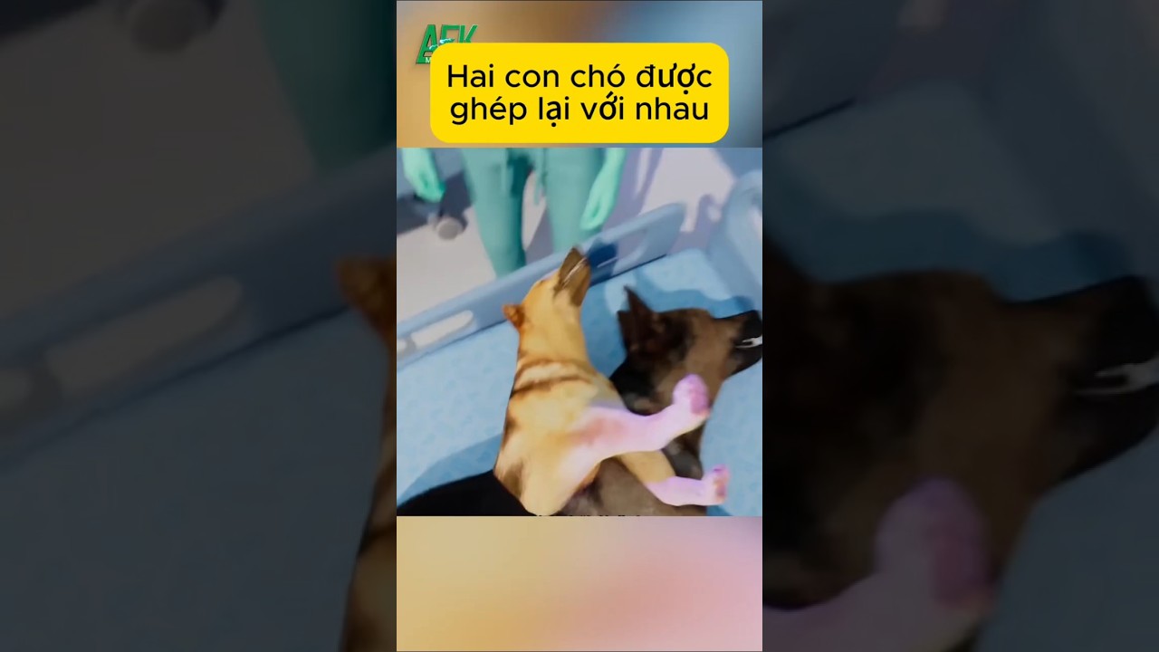 Hai con chó được ghép lại với nhau