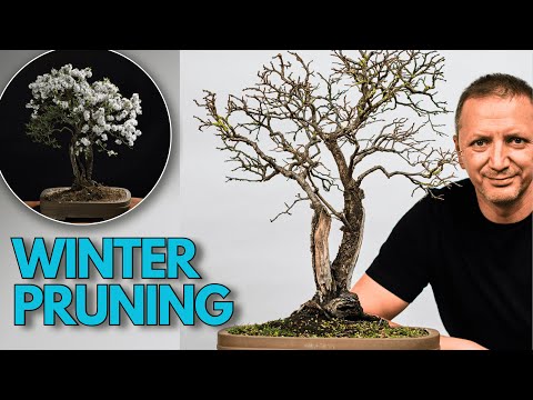 Styling a Wild Blackthorn Yamadori – Pruning, Deadwood and Apex Decisions