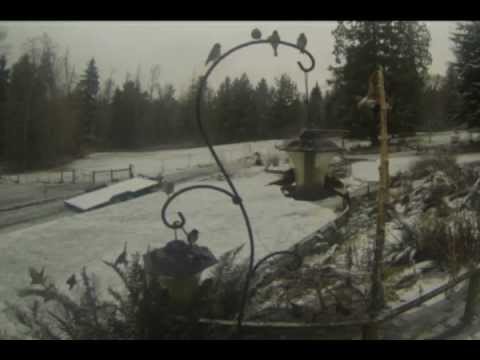 Time lapse with gopro - Hungry birds at feeder