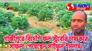 বিদেশি ফল স্ট্রবেরি চাষ করে লাভবান গাজীপুরের শ্রীপুর উপজেলার সাইফুল ইসলাম