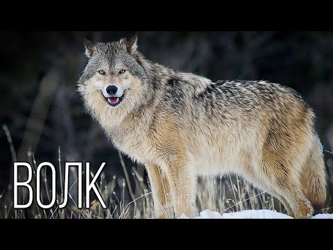 Волк: Лучший социальный хищник | Интересные факты про волка