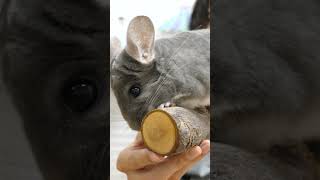 野生のチンチラ #Shorts