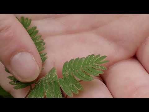 På opdagelse i den tropiske regnskov - del 3