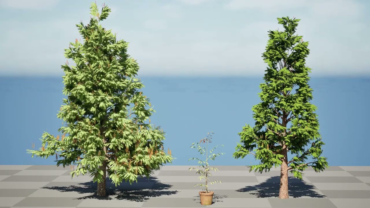 Grevillea robusta australiana Modello 3D