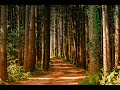 Forest sound effect for editing for free