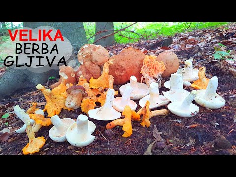 VELIKA BERBA GLJIVA - Vrganji - Žuta Capica - Biserka - Lisičarka - Dedek - Paprena Mliječnica