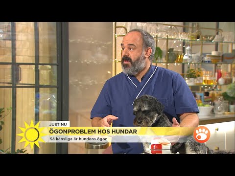 Så känsliga är hundens ögon – här är de vanligaste ögonsjukdomarna - Nyhetsmorgon (TV4)