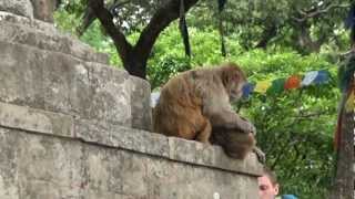 preview picture of video 'Voyage au Nepal - Swayambunath (Monkey Temple) - Kathmandu - Mandap Travels'