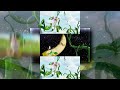 YTPMV Booba Running On A Giant Banana In Space Scan