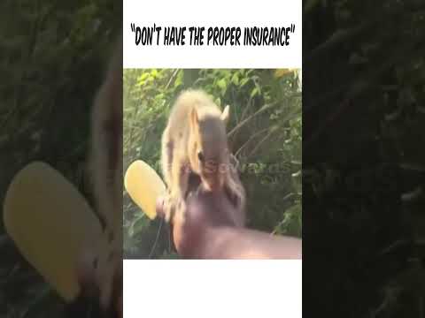 Comedic Timing with Squirrel #foryou #fyp #funny #viral #shorts