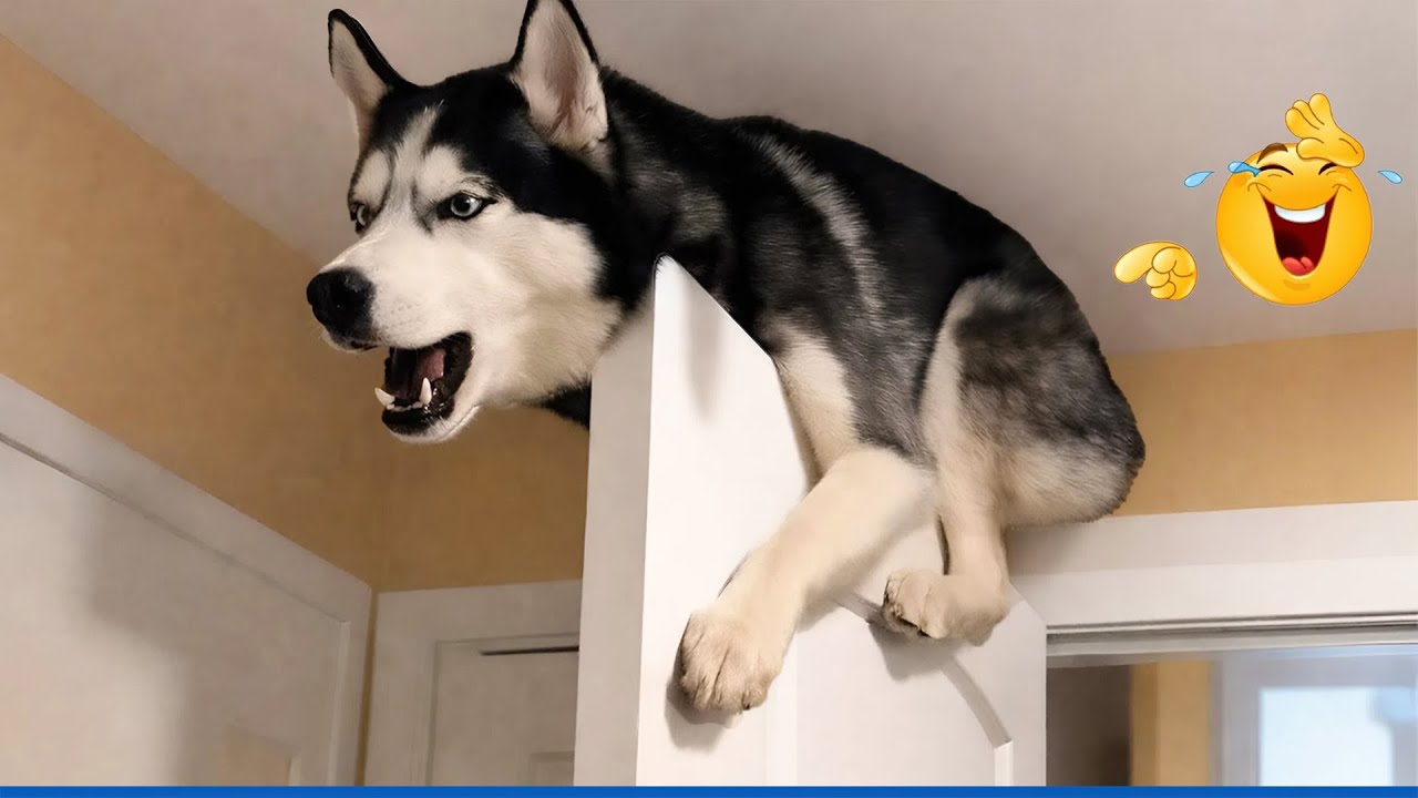 You Can’t Stop Laughing At These Pets 🤣 | Funniest Cats & Dogs 2025