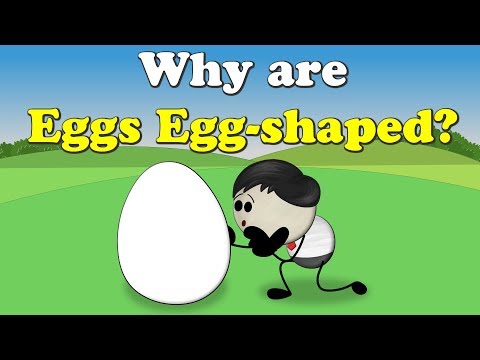 卵はなぜ卵の形をしているのか？| 卵の形｜#aumsum (Why are Eggs Egg-shaped? | #aumsum)