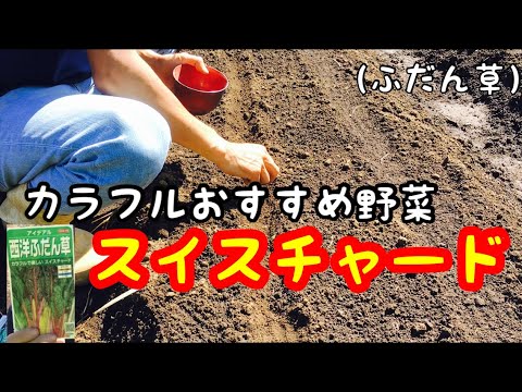 フダンソウについて詳しく解説