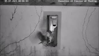 Die Mutter stößt die Jungen heraus