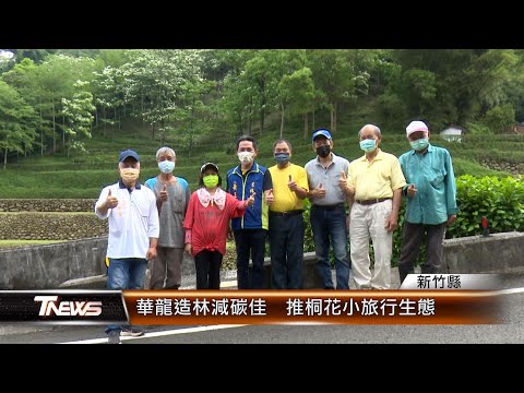 竹縣芎林華龍造林減碳佳 推桐花小旅行生態│T-NEWS聯播網