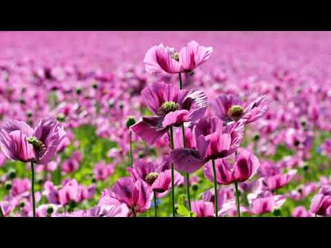 A Field of Purple Flowers......Waldorf Quantum Waldorf M Roland Fantom 6