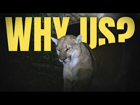 What Turns Predators into Man-Eaters