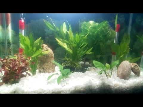 My natural plant aquarium