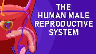 The Journey of Sperm How the Male Reproductive System Works Mp4 3GP & Mp3