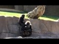San Diego Safari Zoo S Newest Babies 2014