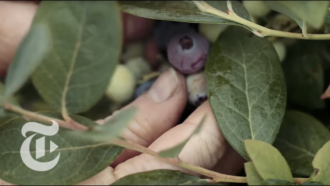 The Roots of Organic Farming on Campus | The New York Times