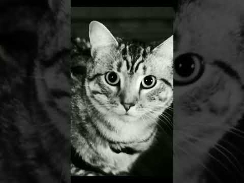 Tainy x J Balvin x Young Miko x Jowell y Randy - Colmillo 🔥 | #jbalvin #youngmiko #tainy #shorts