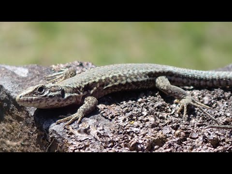 Jašterica múrová (Podarcis muralis) — Common Wall Lizard, 4K video