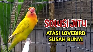 Download lagu Suara Burung Lovebird Ngekek Panjang Cepat Atasi Lovebird Bisu Susah Bunyi, Pancingan LB Fighter mp3 Download lagu Suara Burung Lovebird Ngekek Panjang Cepat Atasi Lovebird Bisu Susah Bunyi, Pancingan LB Fighter mp3