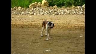 preview picture of video 'Mon chien, le Saint Bernard sur les travaux de la ligne TGV Rhin Rhône'