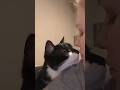 Kitty Kisses Catlover Cat Sweet Tuxedocat Love Cute Kiss