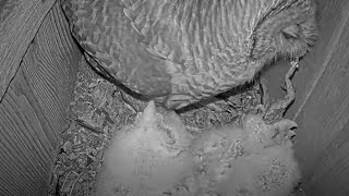 Three Owlets Try To Eat A Frog At Barred Owl Nest – April 16, 2024