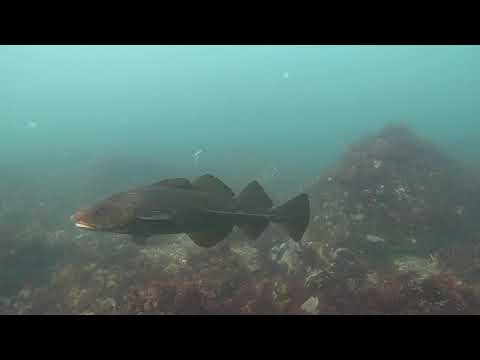 2021-10-12 - Atlantic Cod at High Pine Ledge
