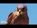 The Ultimate Birds of Prey | Wild Hunters 110