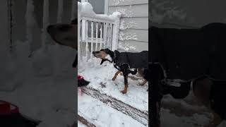 Video preview image #1 Mutt Puppy For Sale in Mount Laurel, NJ, USA