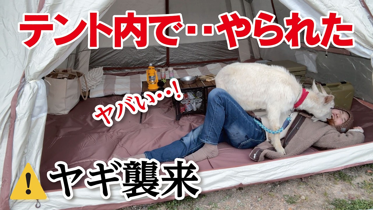 【キャンプ女子】ヤギと泊まれるキャンプ場、可愛いだけじゃなかった。テント内でまさかの大事件…【和歌山キャンプ・MOUNT Q】