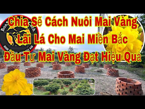 trồng mai vàng bonsai tốt | Lãi lá mai vàng miền bắc  | Mai Vàng Nhanh Tốt Đạt Hiệu Quả