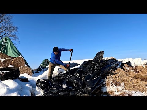 Kukurūzų šėrimas su JCB 531-70 ir Schäffer 2630 SLT