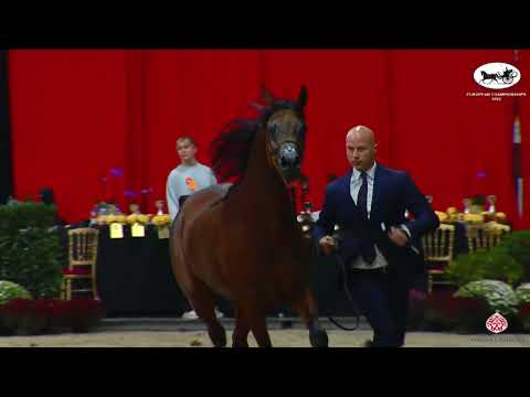 N 164 M M  SHALIMAR   European Championships 2022   Stallions 4 5 Years Old Class 11
