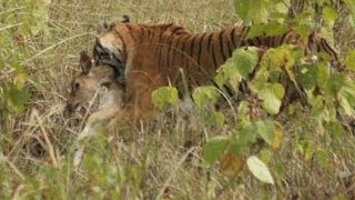 preview picture of video 'Tiger Hunting - Spotting - Sighting at Corbett National Park - World's Largest Population of Tigers'