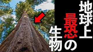 【岡田斗司夫】放置すると山火事を引き起こし周りを消し去る恐怖の木の驚くべき繁殖方法とは?【切り抜き】