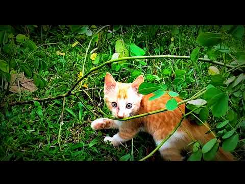 munib bollottu mb creation YouTube channel