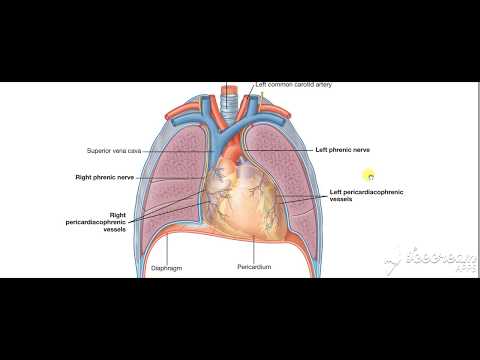 Mediastinum 6