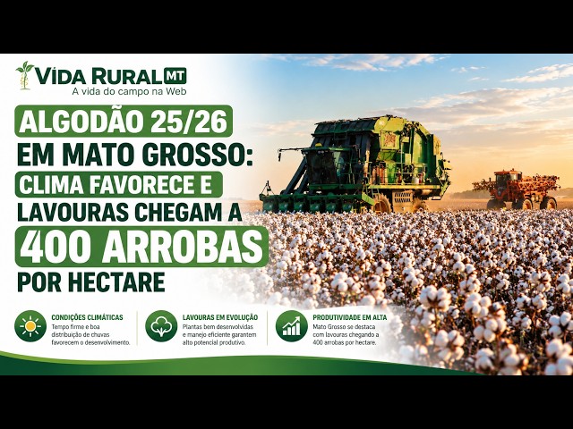 CLIMA FAVORECE E LAVOURAS CHEGAM A 400 ARROBAS POR HECTARE