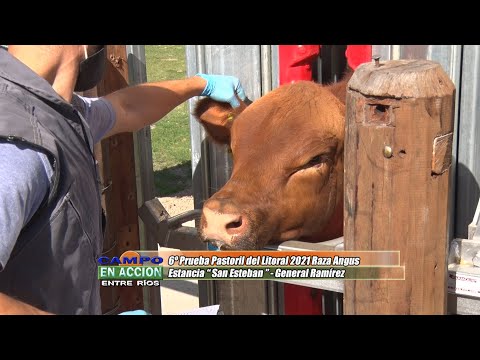 Angus - 6º Prueba Pastoril del Litoral - Miguel Ganis