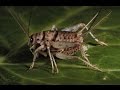 Mating Call Of Crickets At Night