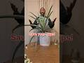 How to Grow a Pineapple Plant? #pineapple #growingpineapple #pineappleplant