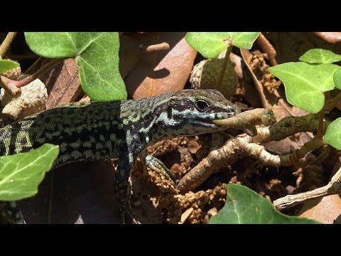 Jašterica múrová (Podarcis muralis) — kŕmenie v Genove, Taliansko