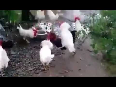 Group-ism Rowdyism this time not Humans But COCKS