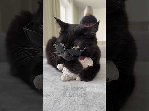 Love Is Priceless #cat #cats
