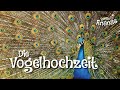 Die Vogelhochzeit gesungen von Katharina ...